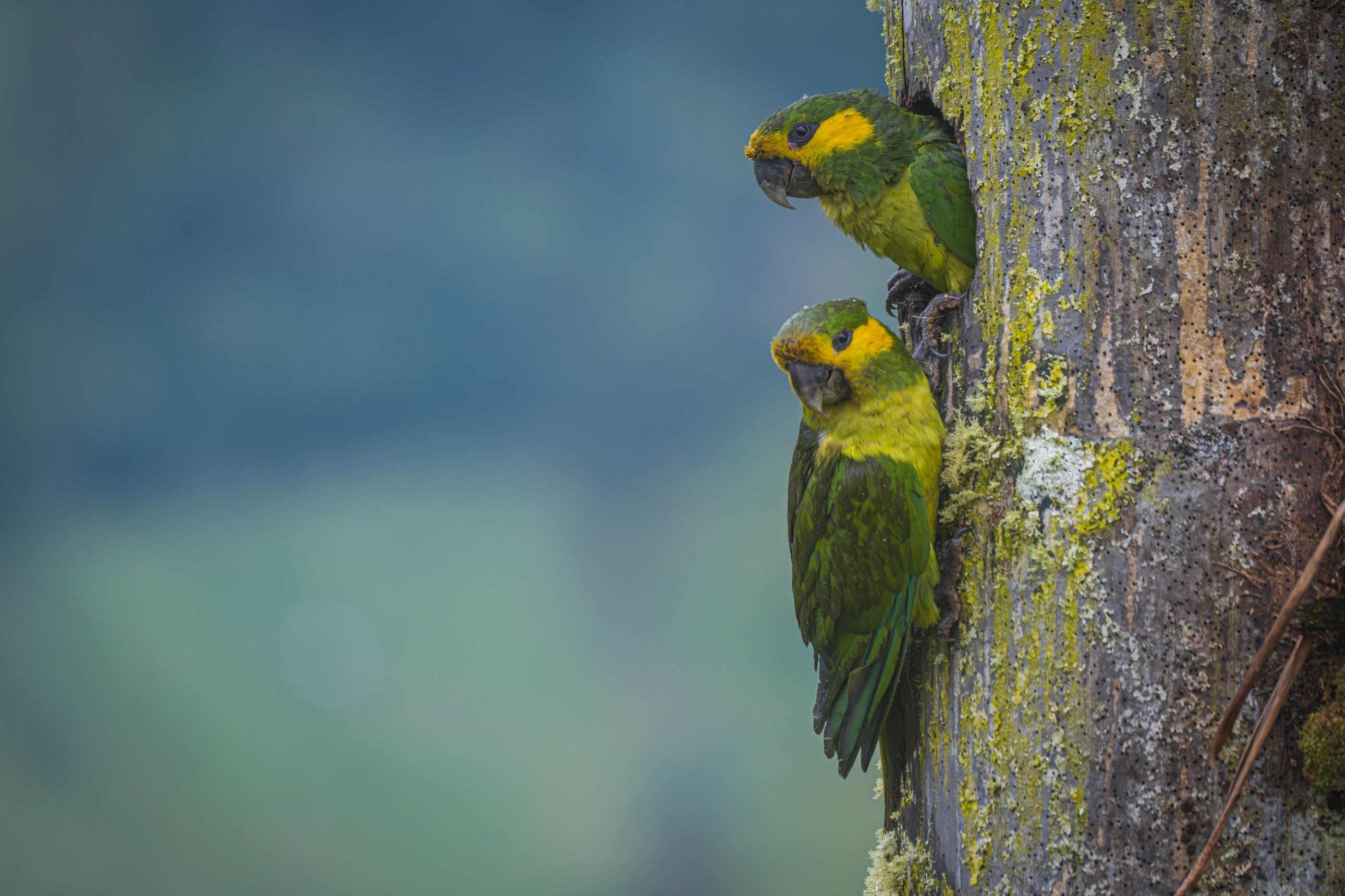 PARROTS OF THE CENTRAL ANDES 3D - 2N